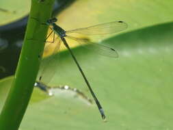 Imagem de Lestes inaequalis Walsh 1862