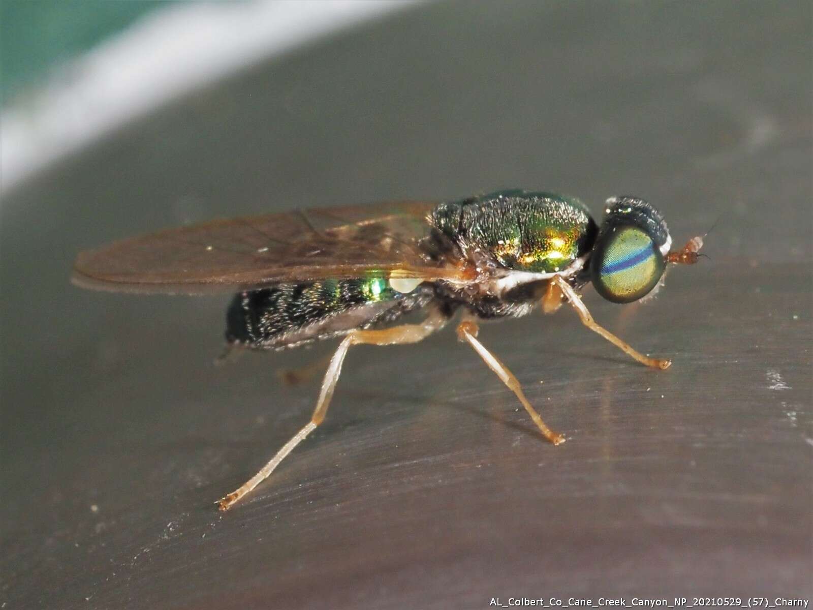 Plancia ëd Cephalochrysa nigricornis (Loew 1866)