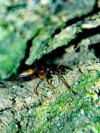 Image of Ground beetle