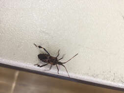 Image of Pine Seed Bug