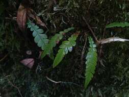 Sivun Austroblechnum lechleri subsp. lechleri kuva