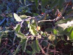 Image of Solanum catombelense Peyr.