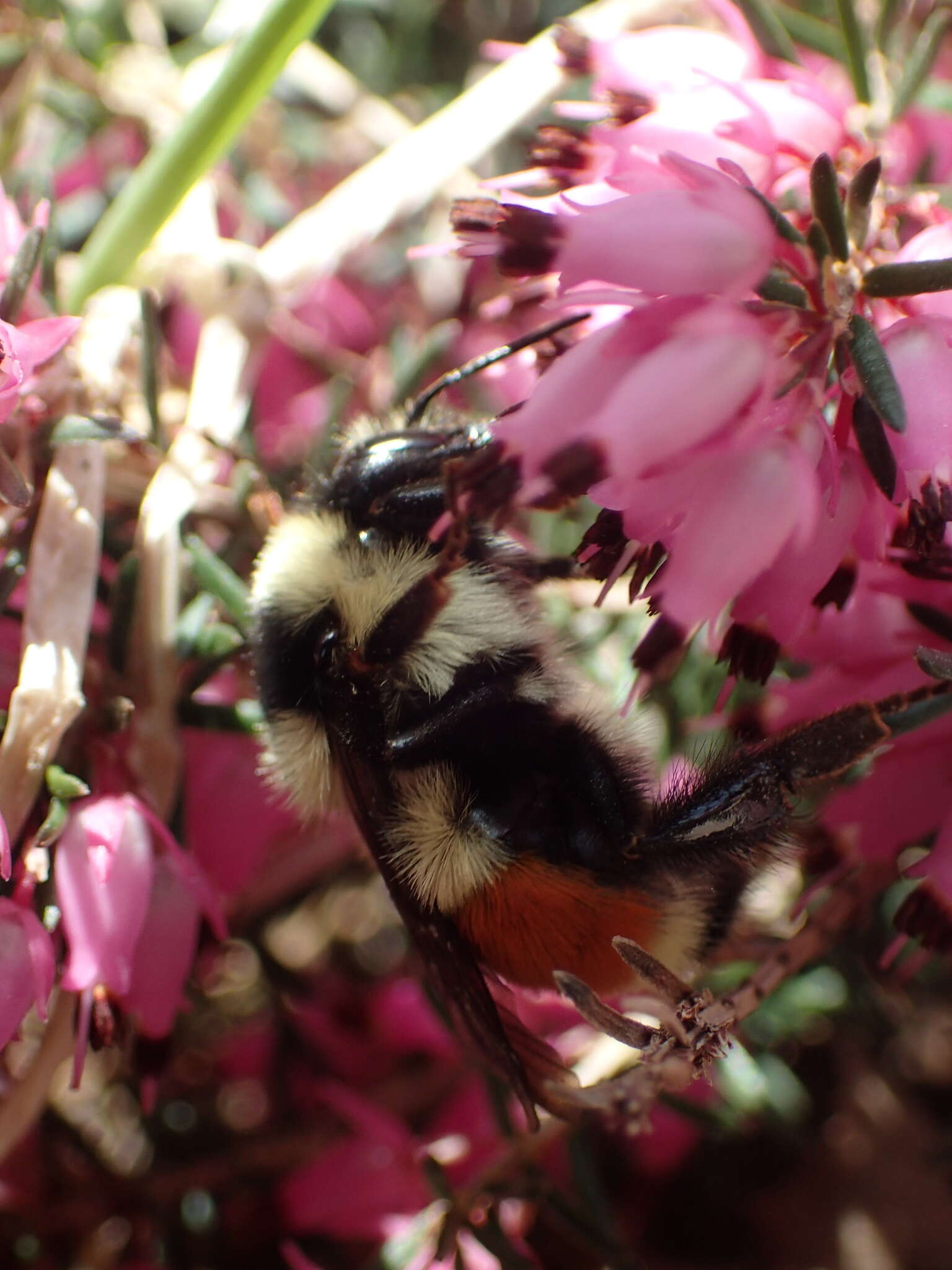 Image of Tricolored Bumble Bee