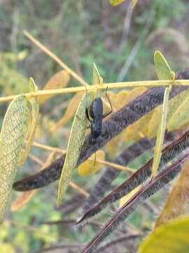 Image de Senna hebecarpa (Fernald) H. S. Irwin & Barneby