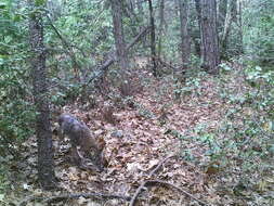 Image of California Valley Coyote