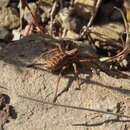 Image of Lycosa fasciiventris Dufour 1835