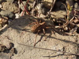 Imagem de Lycosa fasciiventris Dufour 1835