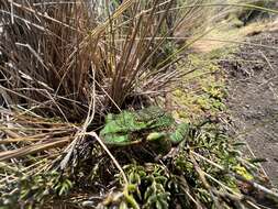 Gastrotheca pseustes Duellman & Hillis 1987的圖片