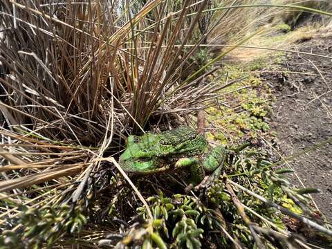 صورة Gastrotheca pseustes Duellman & Hillis 1987