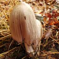 Coprinopsis atramentaria (Bull.) Redhead, Vilgalys & Moncalvo 2001 resmi