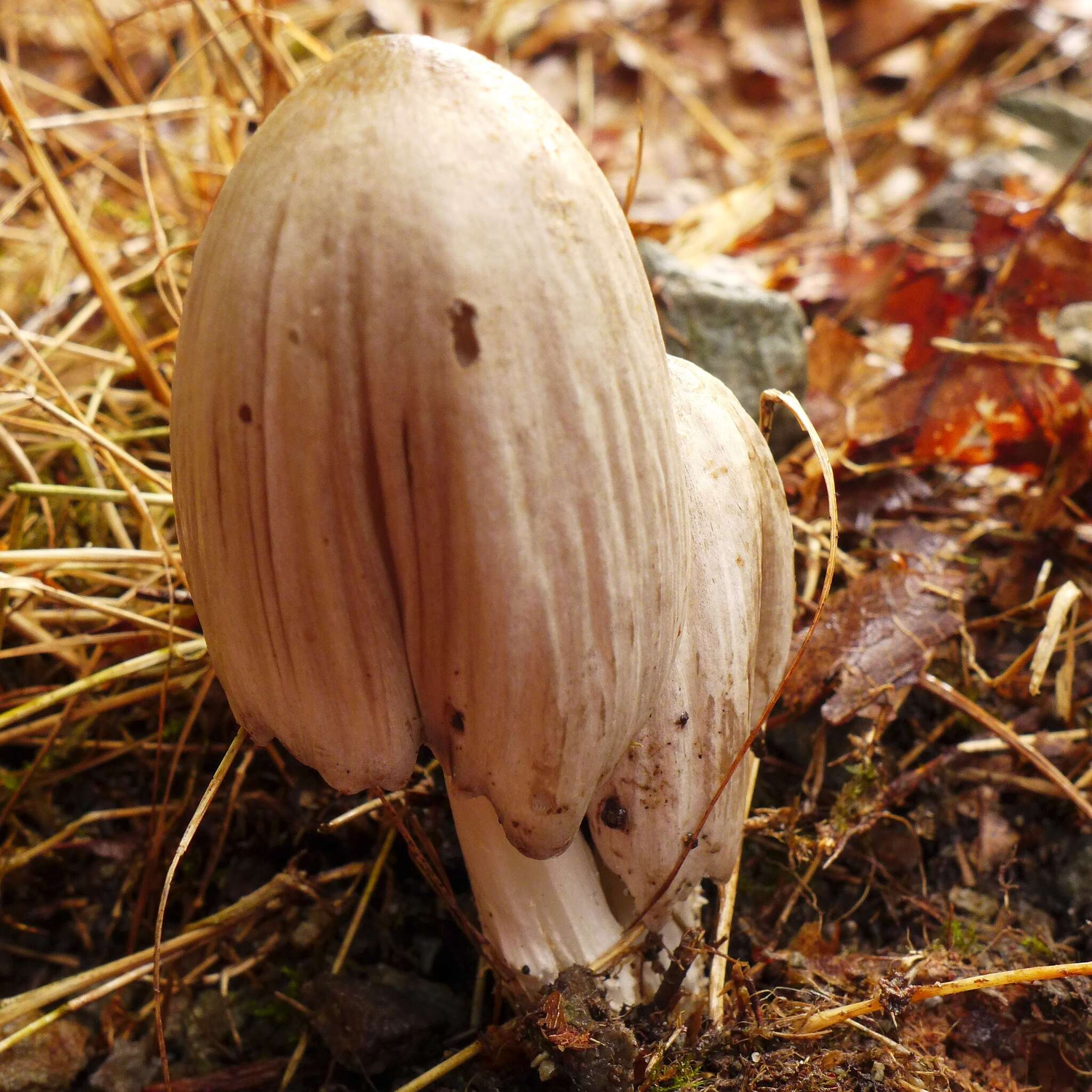 Coprinopsis atramentaria (Bull.) Redhead, Vilgalys & Moncalvo 2001 resmi