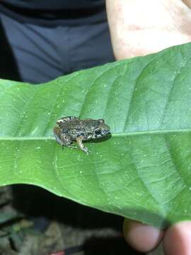 Image of Napo Tropical Bullfrog