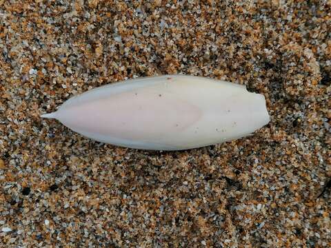 Image of Pink Cuttlefish