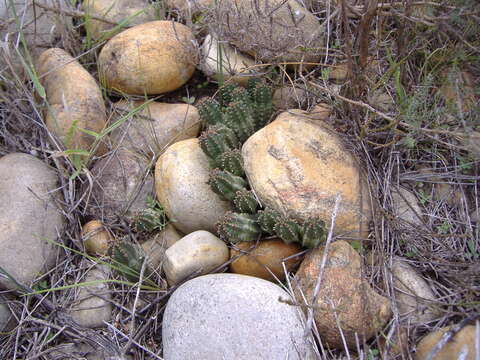 Image of Euphorbia pseudoglobosa Marloth