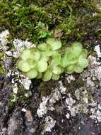 Image of Pinguicula gracilis S. Zamudio