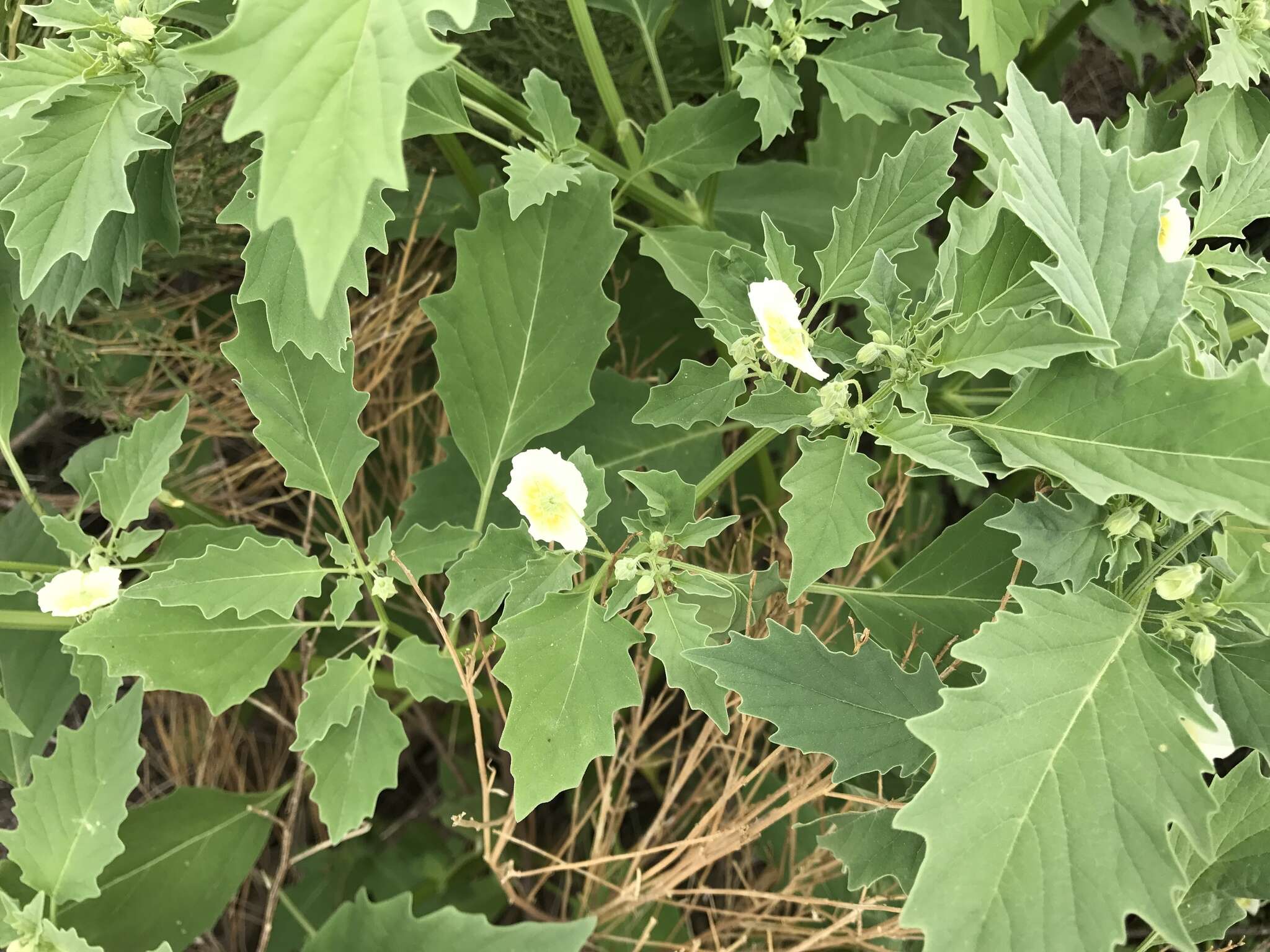 Image of sharpleaf groundcherry and Wright groundcherry