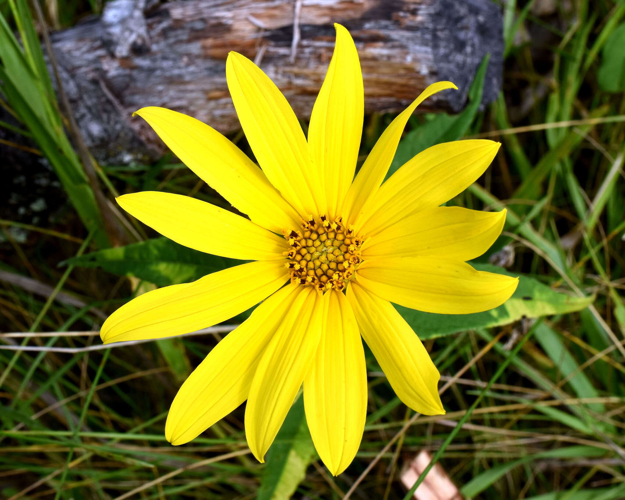 Image of Pale-Leaf Woodland Sunflower