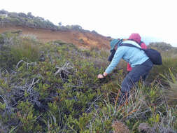 Image of Coprosma spathulata subsp. hikuruana de Lange & Heenan