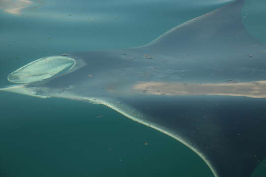 Image of Chevron Manta Ray