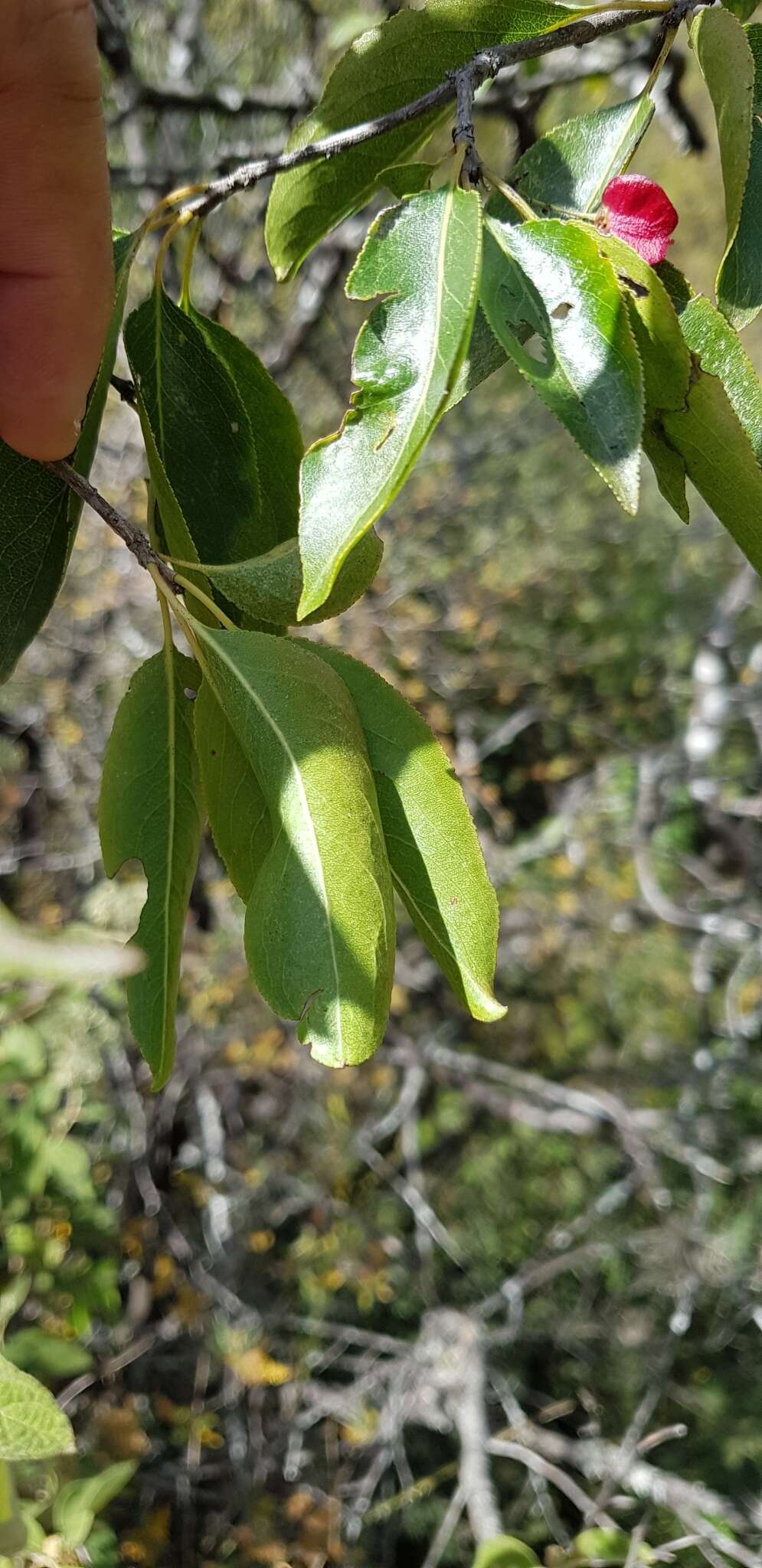 Image of Wimmeria persicifolia Radlk.