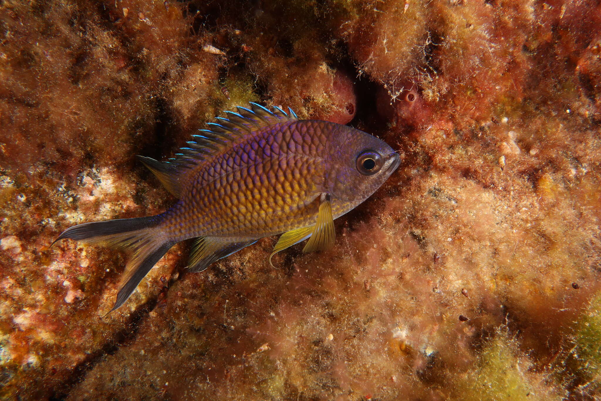 Image of Azores Chromis