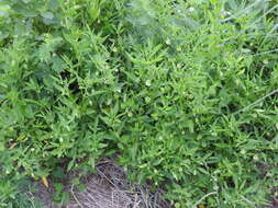 Image of cutleaf groundcherry