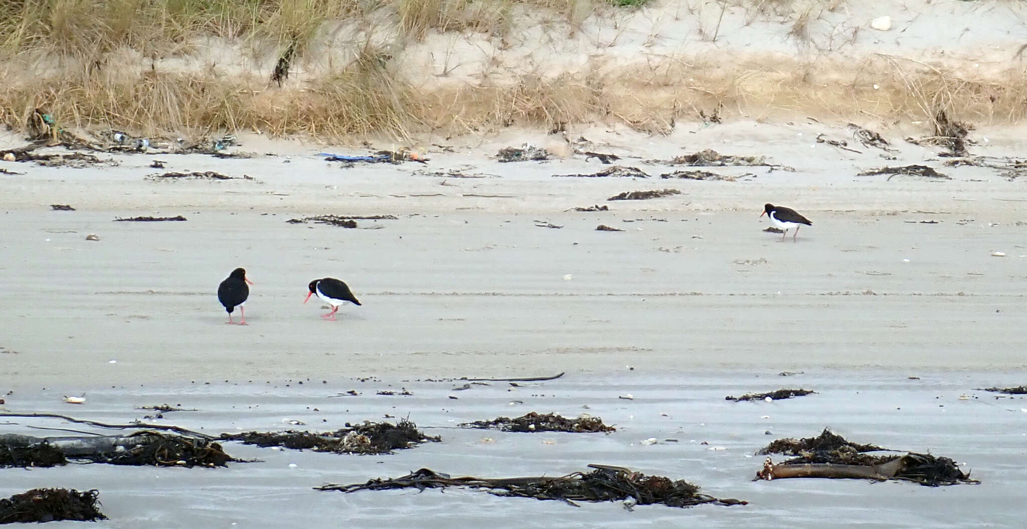 Image of Chatham Island Pied Oystercatcher