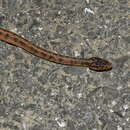 Image of Boulenger's Slug Snake