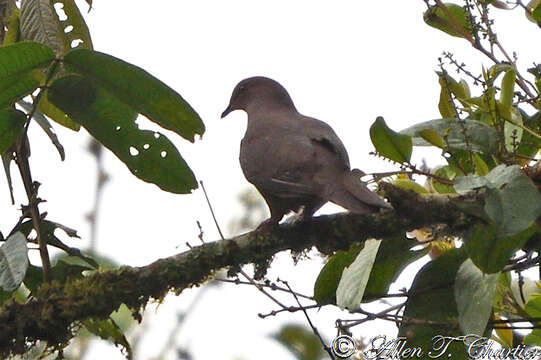 Image of Ruddy Pigeon