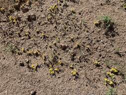 Image of Pringle's woolly sunflower