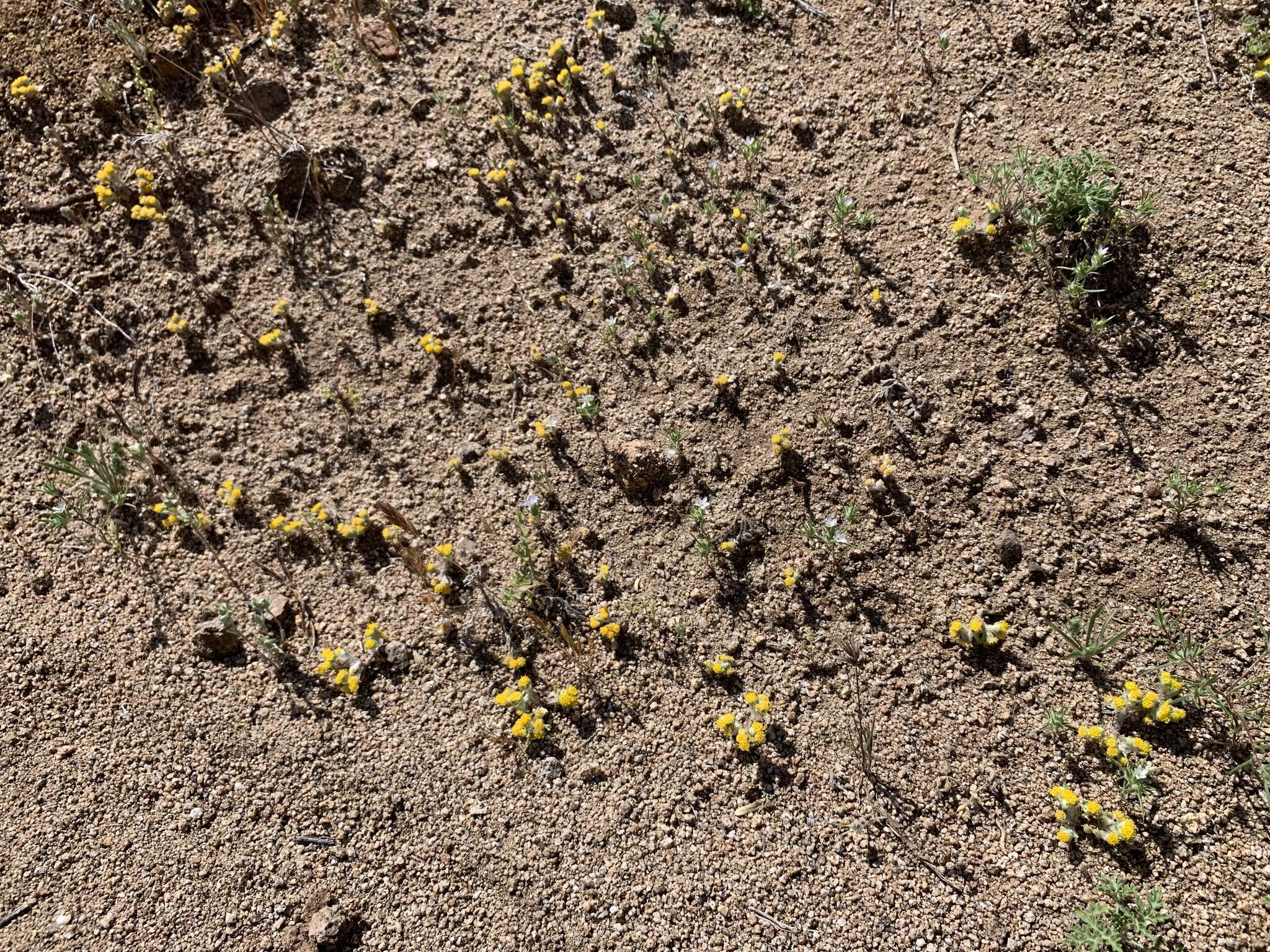 Image of Pringle's woolly sunflower