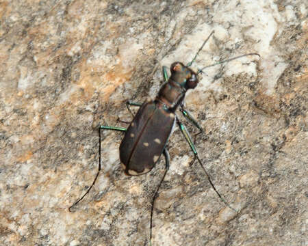 Image of Cicindela (Cicindelidia) rufiventris Dejean 1825