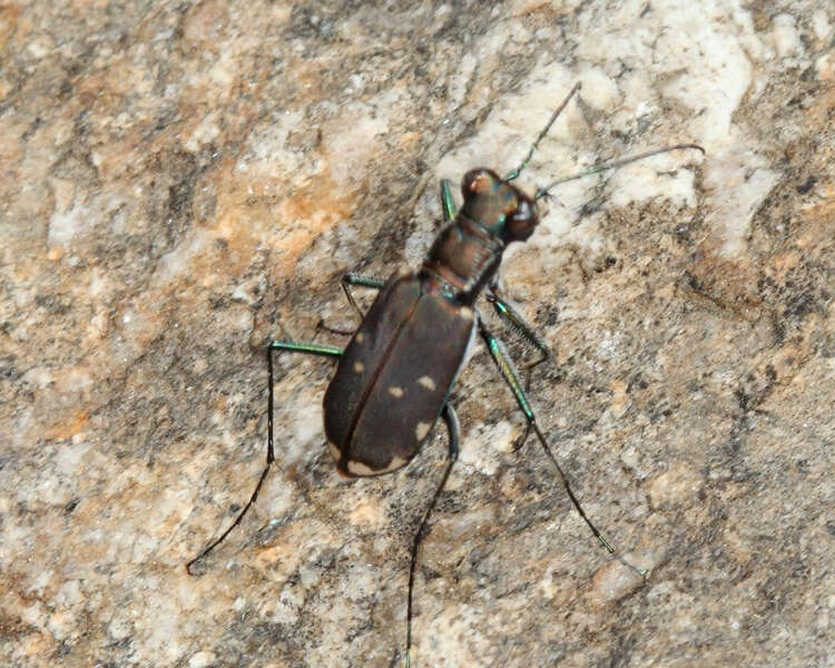 Plancia ëd Cicindela (Cicindelidia) rufiventris rufiventris Dejean 1825