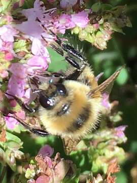 Слика од Bombus rufocinctus Cresson 1864