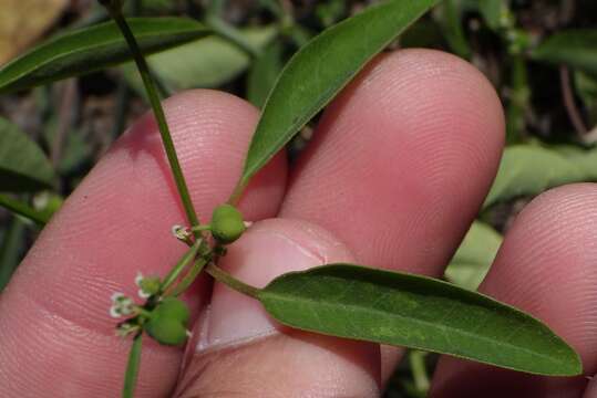 Image of grassleaf spurge