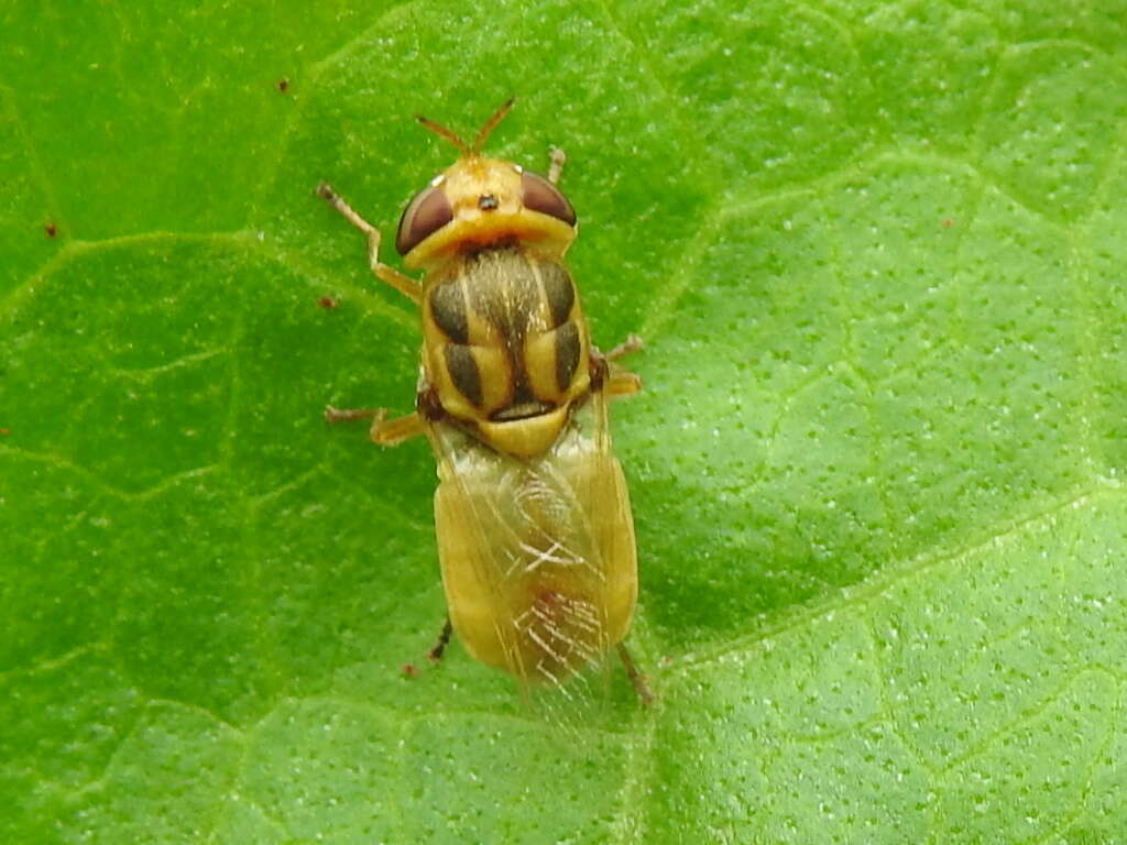 Sivun Hedriodiscus trivittatus (Say 1829) kuva