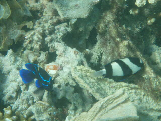 Image of Blue-streak damsel