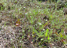 Image of upright chickweed