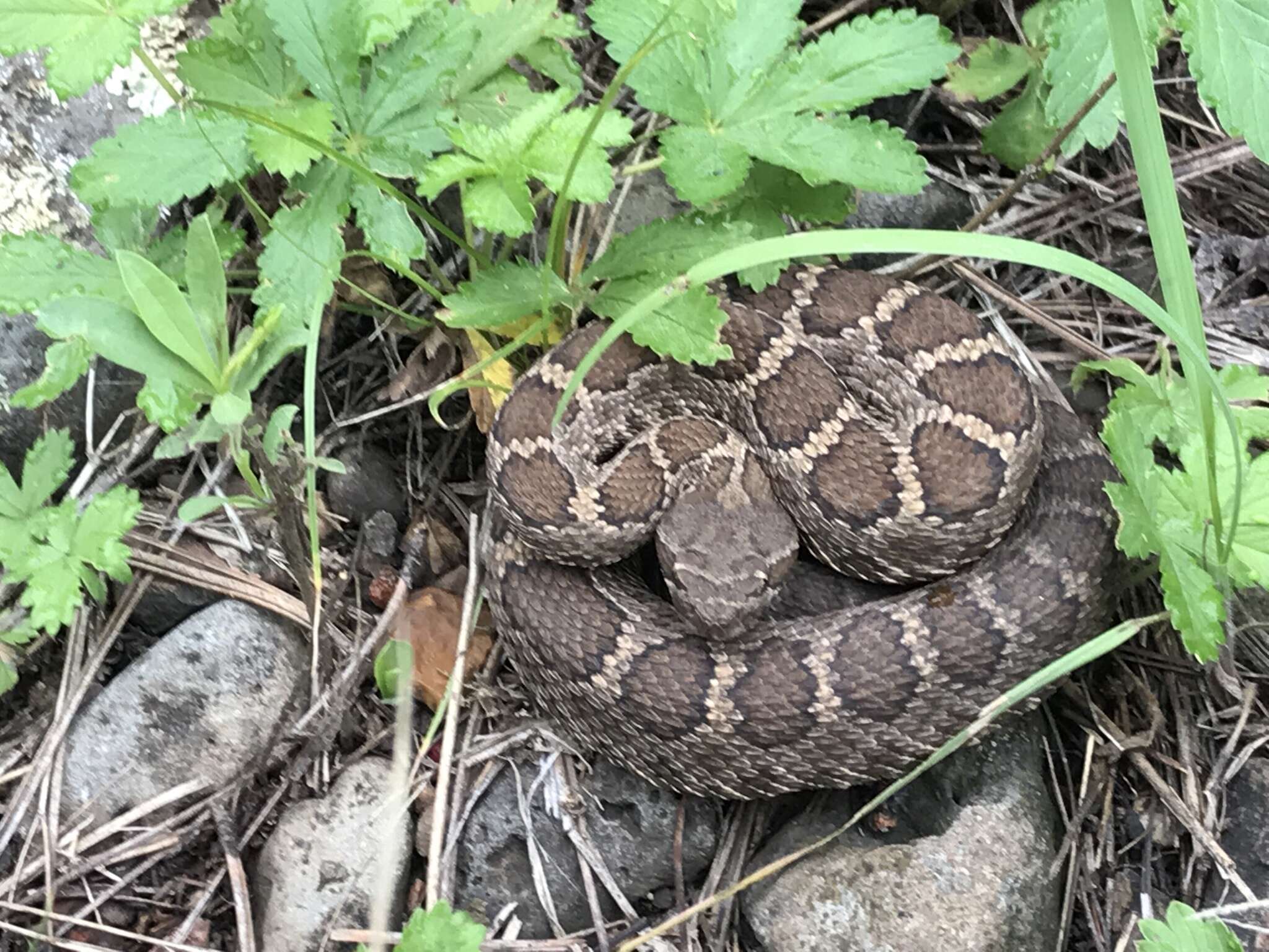 Crotalus cerberus (Coues ex Wheeler 1875)的圖片