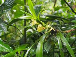 Image of Maxillaria parvilabia Ames & C. Schweinf.