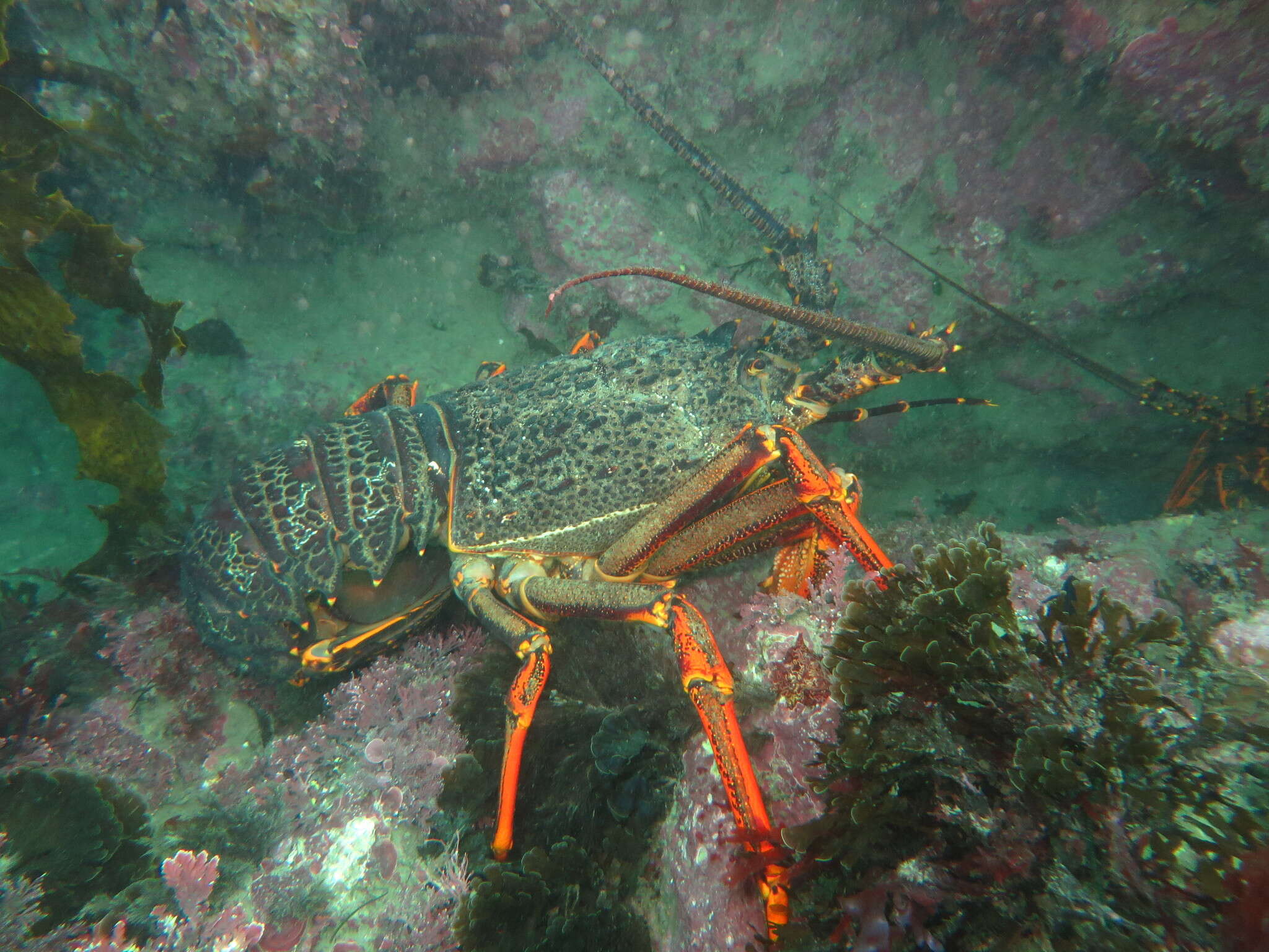 Image of Red Rock Lobster