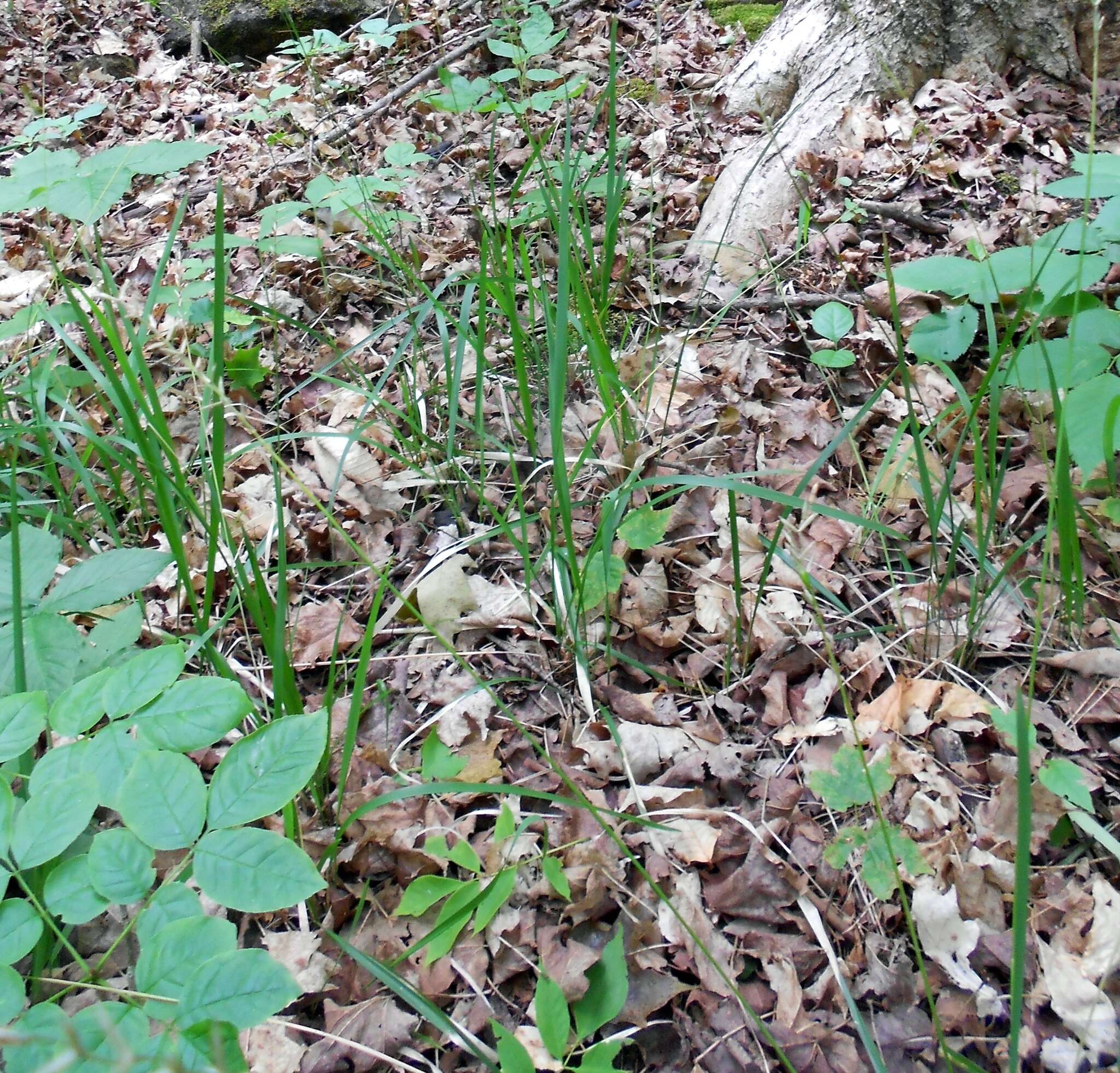 Image of roughleaf ricegrass