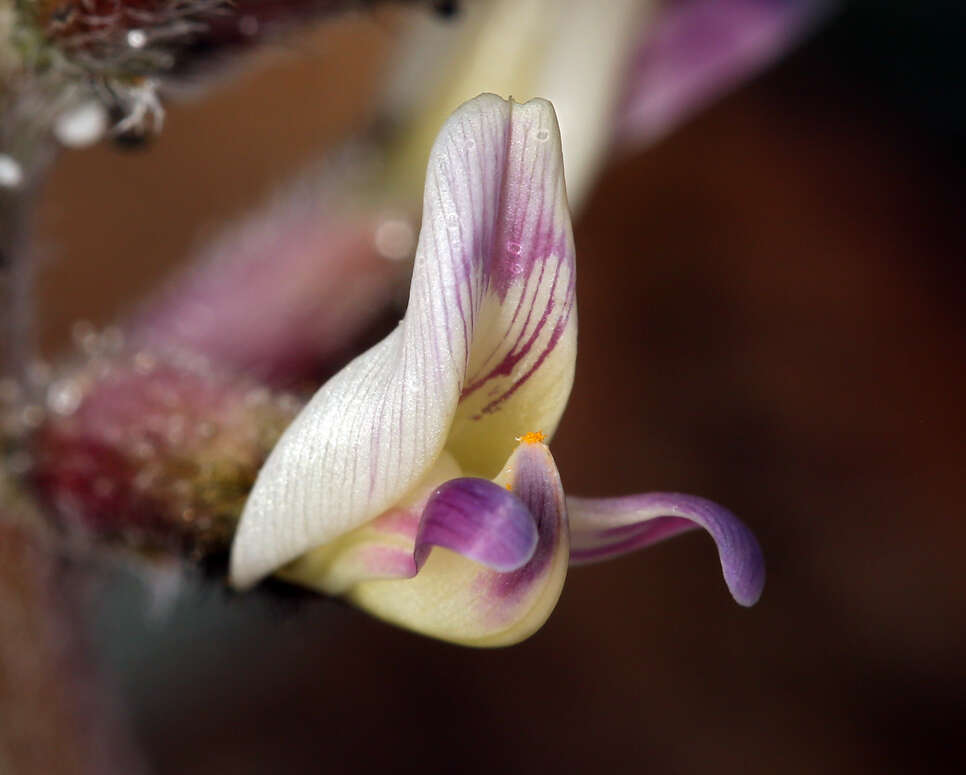 Image of widow's milkvetch