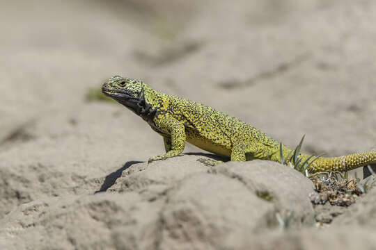 Image of Phymaturus loboi Troncoso-Palacios, Ferri-Yáñez, Laspiur & Aguilar 2019