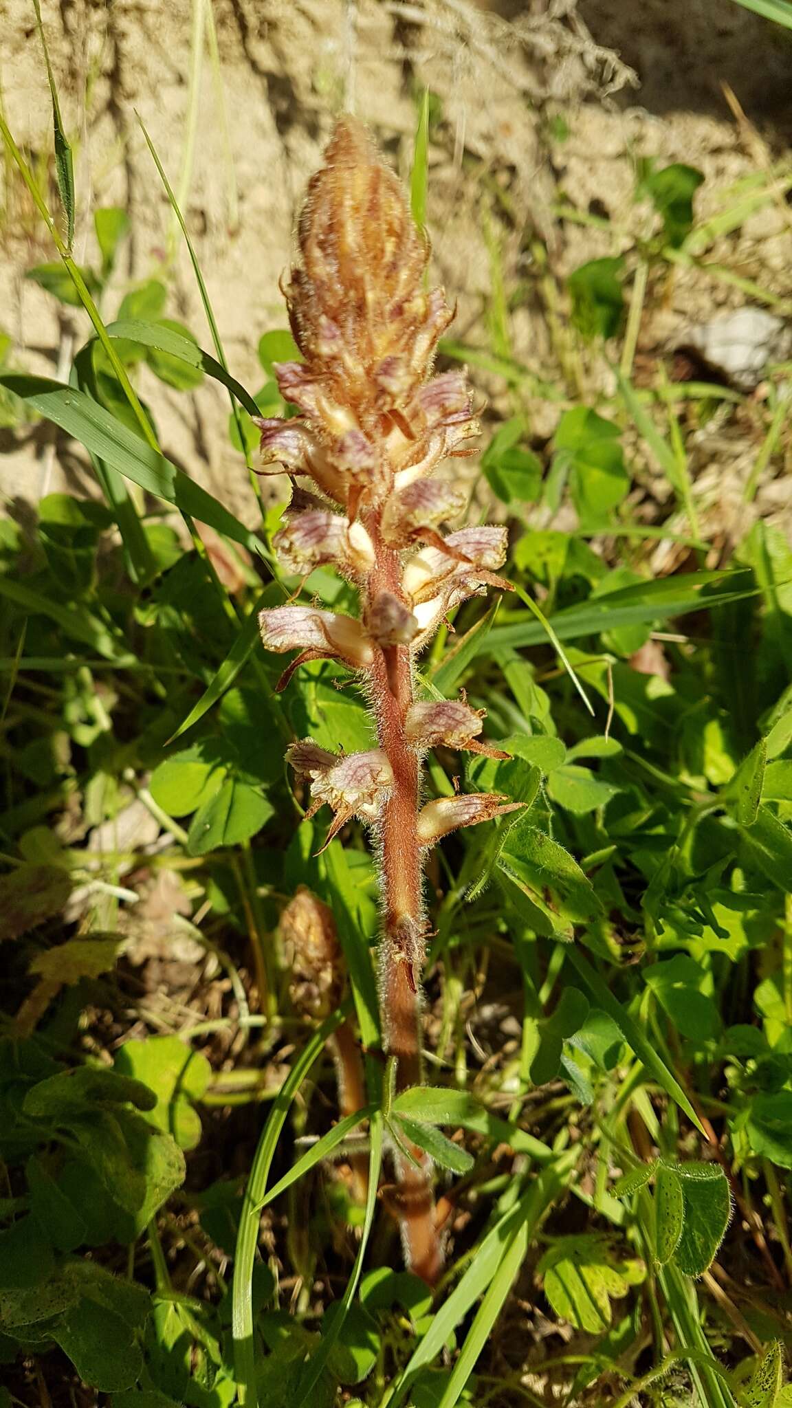 Слика од Orobanche minor Sm.