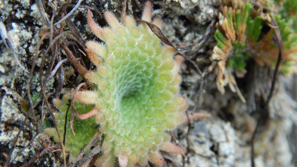 Image of Pinguicula gypsicola T. S. Brandeg.