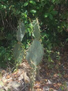 Image of Erect Prickly Pear