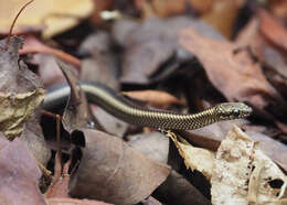 Pseudalsophis steindachneri (Van Denburgh 1912) resmi