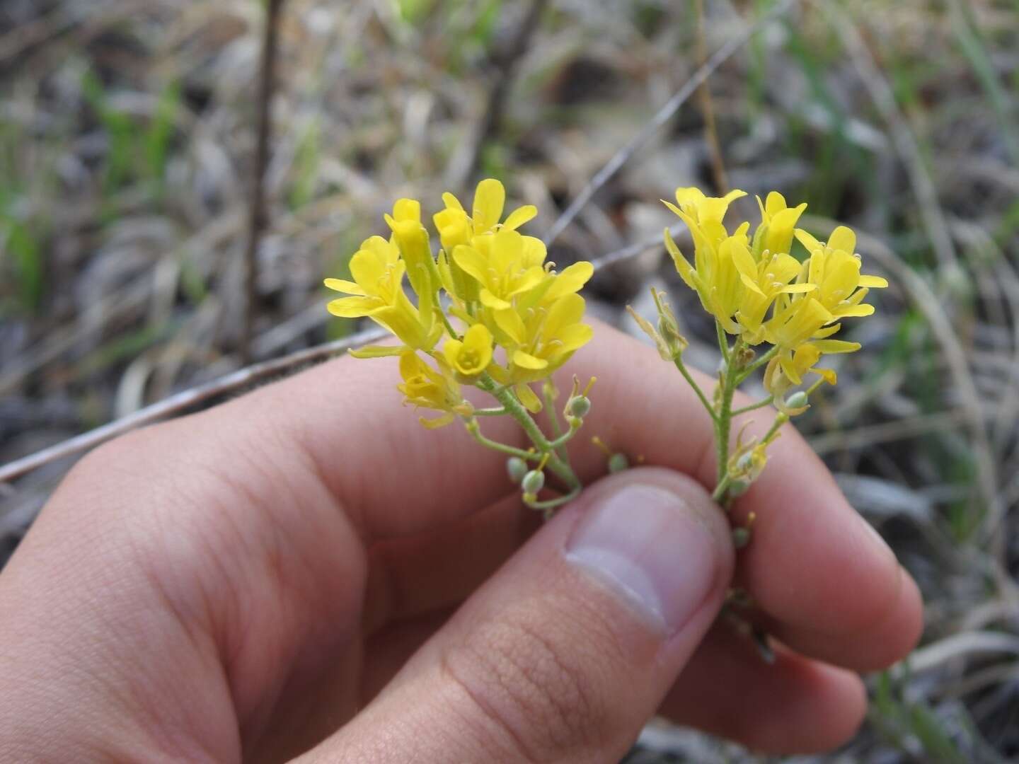 Image de Physaria ludoviciana (Nutt.) O'Kane & Al-Shehbaz