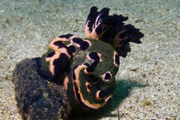 Image de Nembrotha rosannulata Pola, Cervera & Gosliner 2008